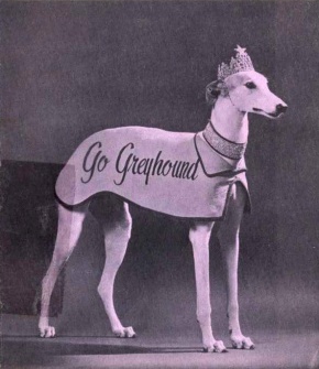 Lady Greyhound